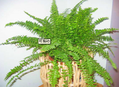 疑?哪些植物可以起到净化作用